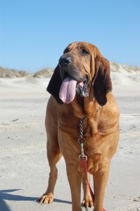 Channel your inner bloodhound to search out editors' email addresses